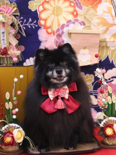 20240106ふわりちゃん